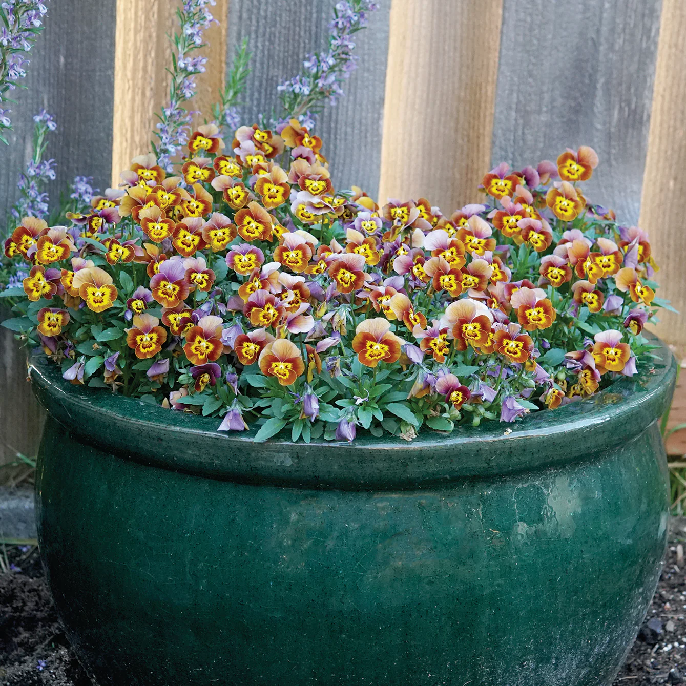 DELTINI™ HONEYBEE - Image 3