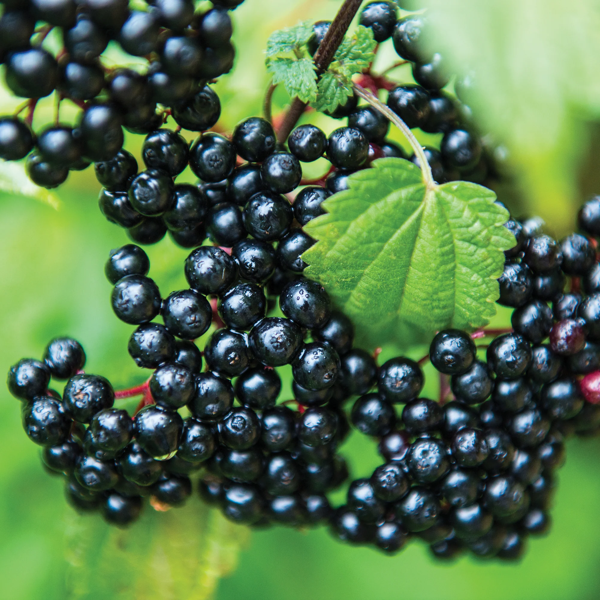 ELDERBERRY COLLECTION