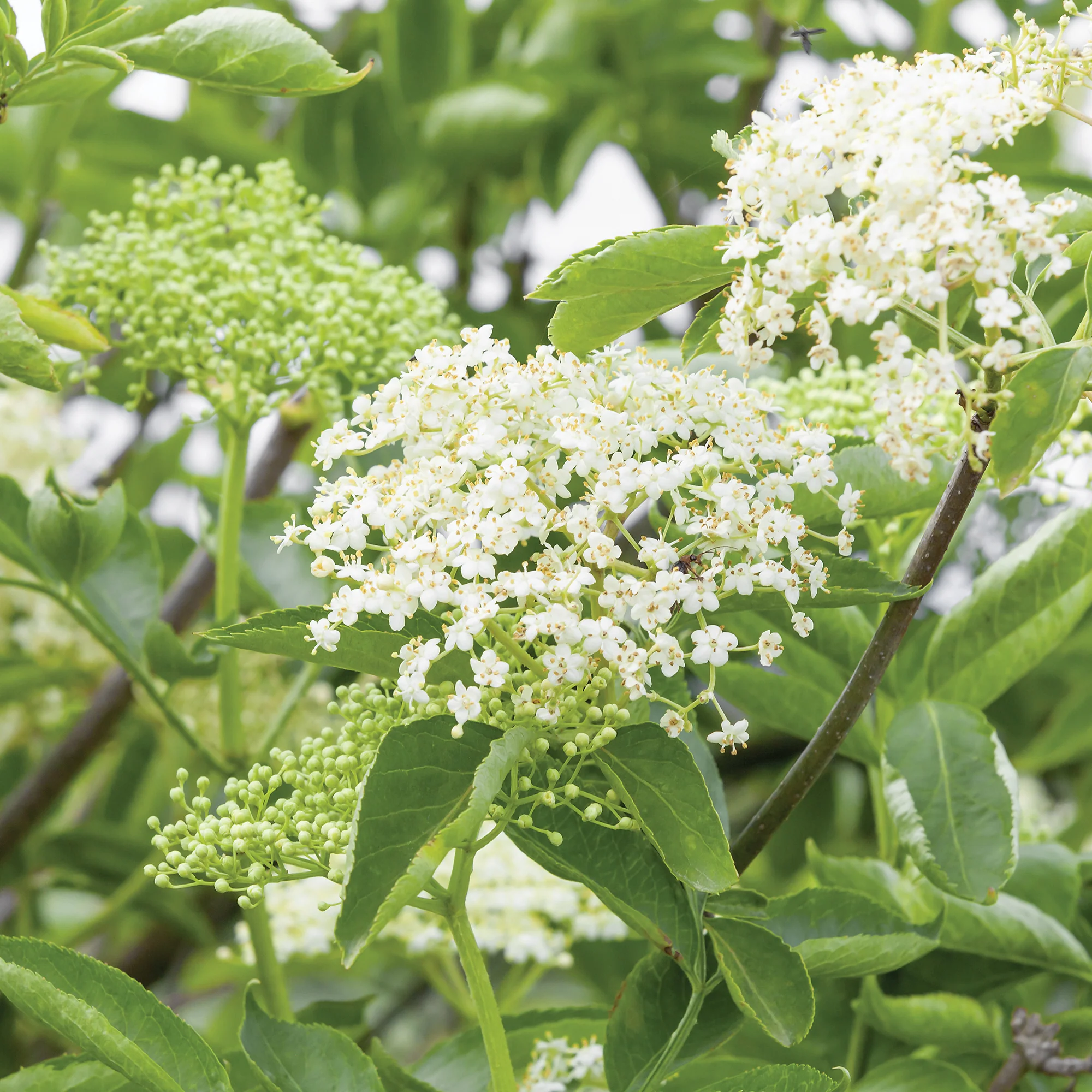 ELDERBERRY COLLECTION - Image 2