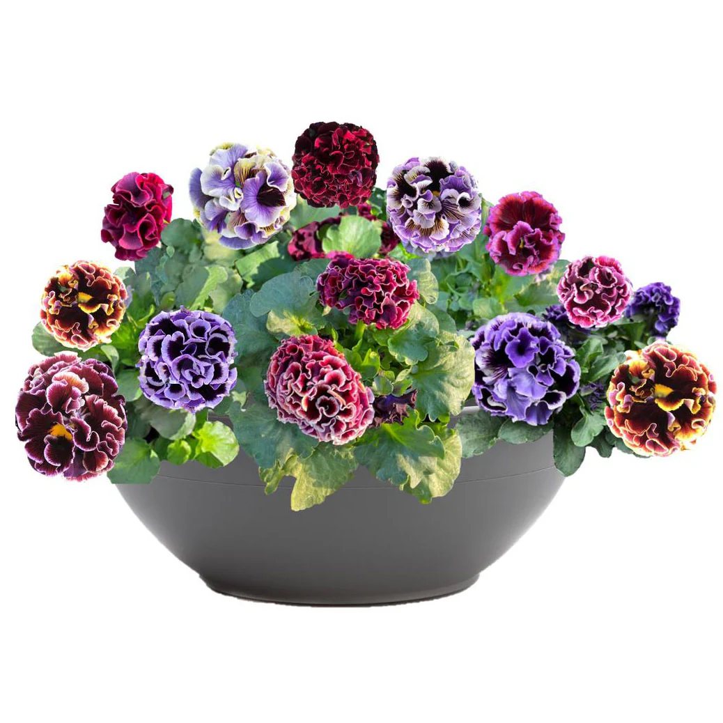 ELEGANCE TWILIGHT MIX - Image 7