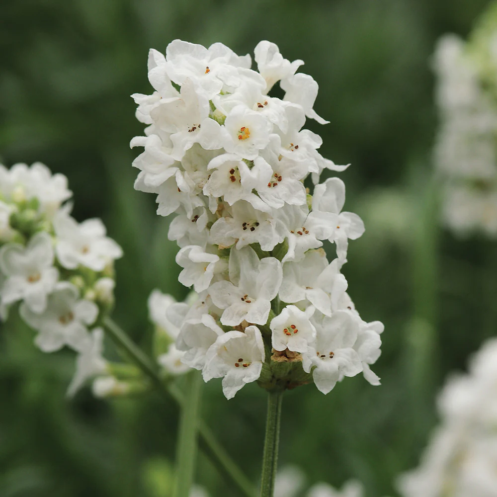 ELLAGANCE SNOW