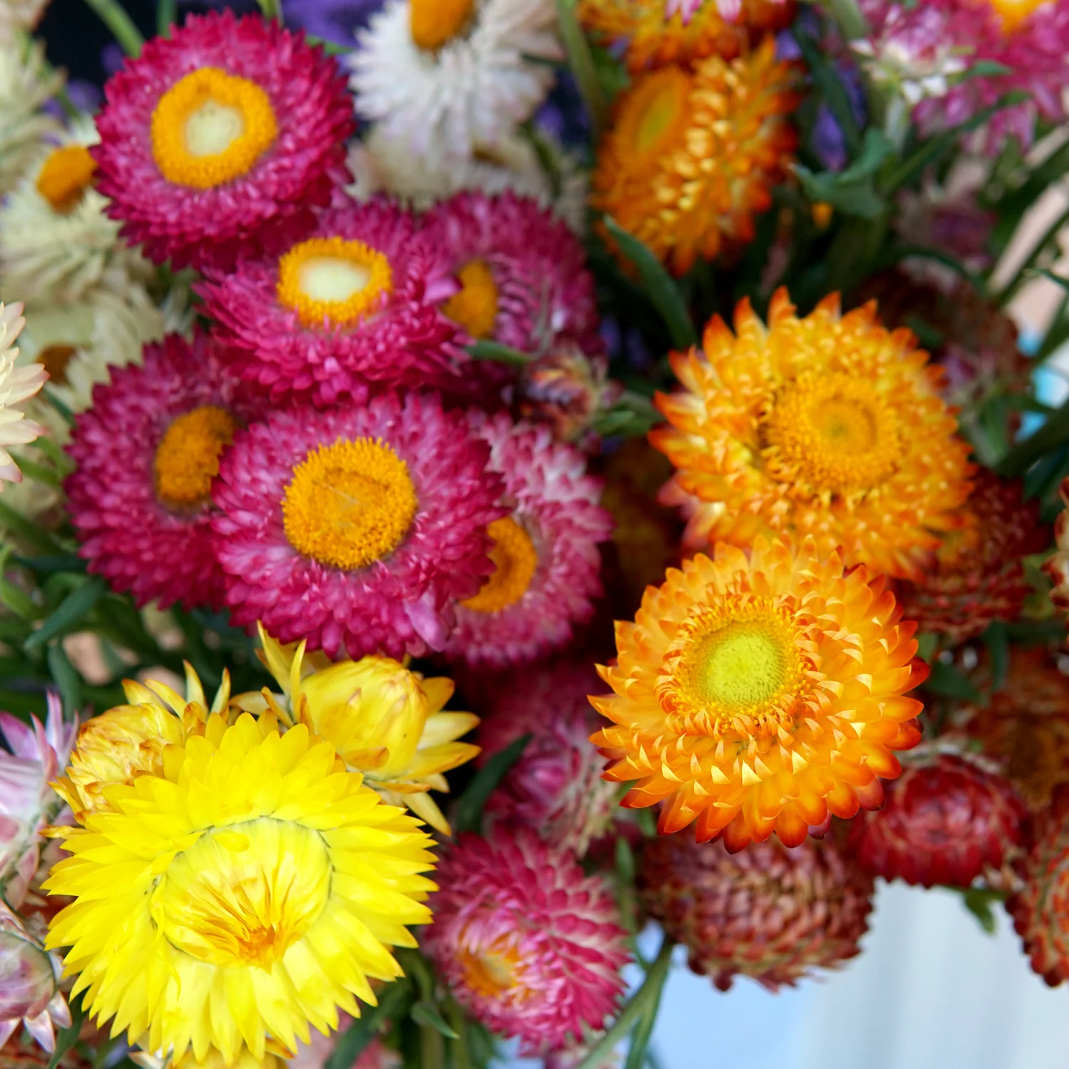 ENDLESS SUMMER STRAWFLOWER MIX - Image 3