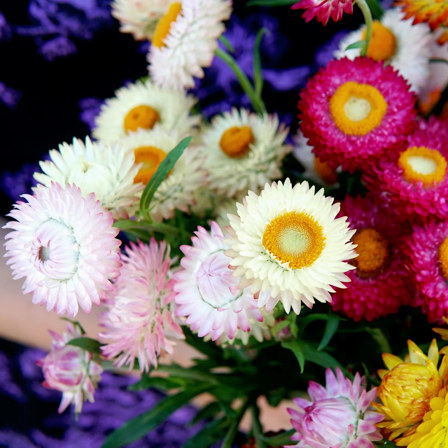 ENDLESS SUMMER STRAWFLOWER MIX - Image 4