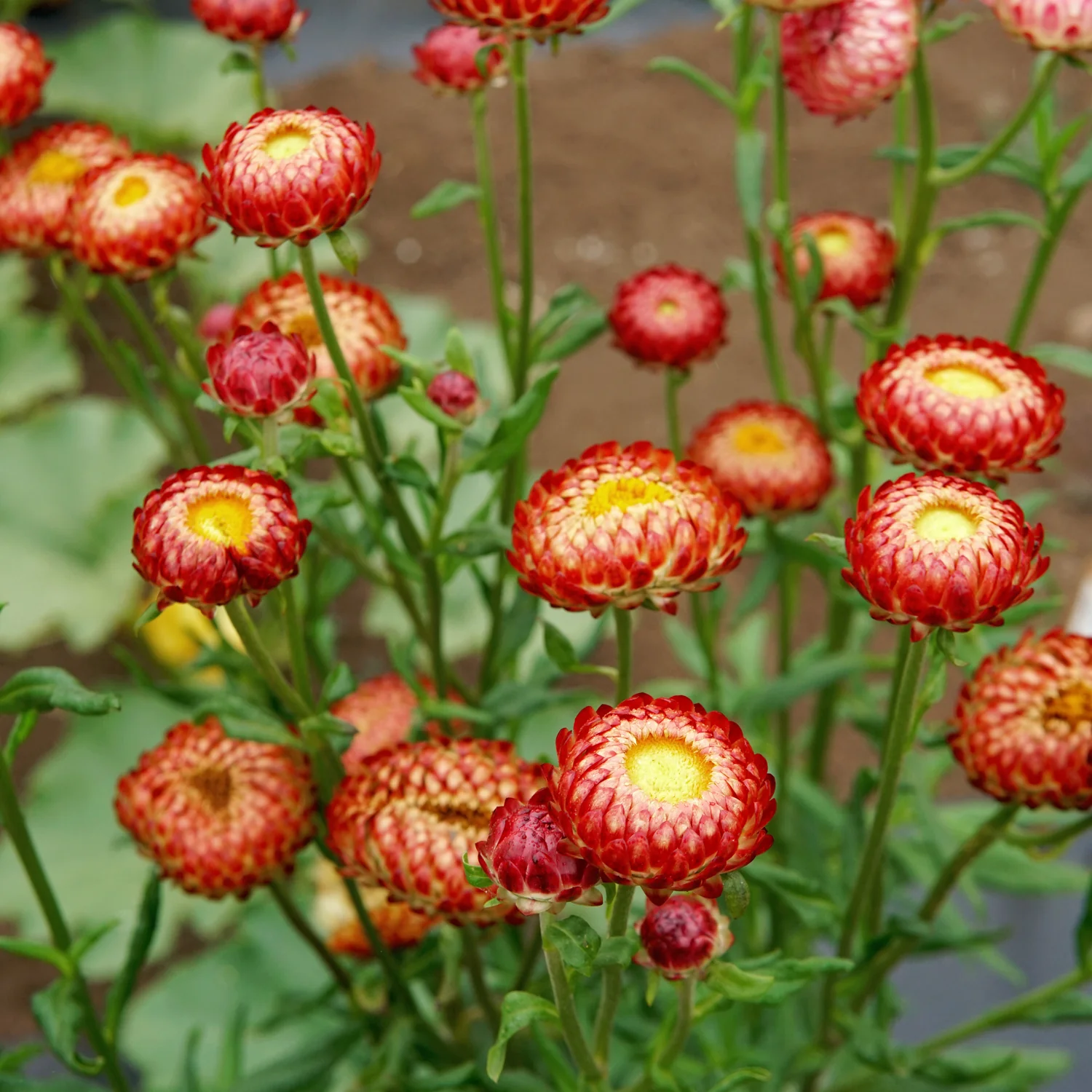 ENDLESS SUMMER STRAWFLOWER MIX - Image 5