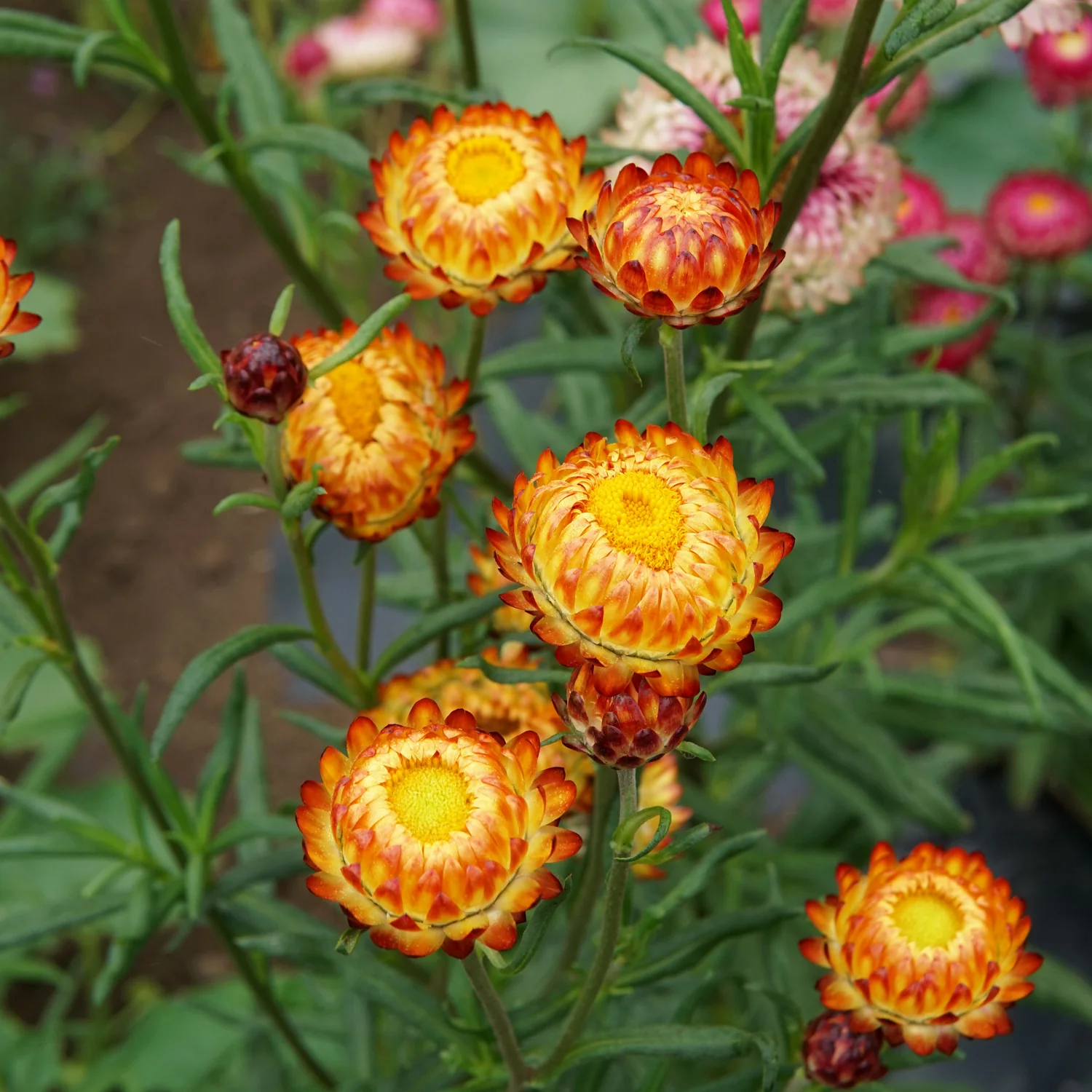 ENDLESS SUMMER STRAWFLOWER MIX - Image 6