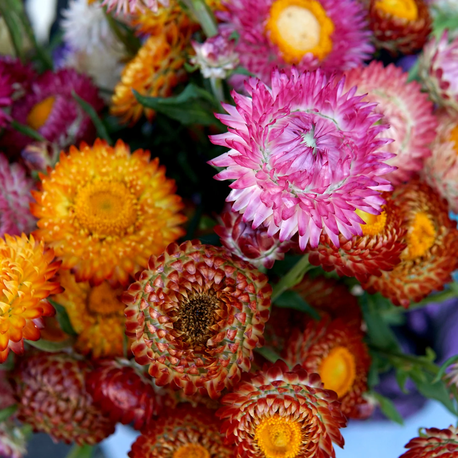 ENDLESS SUMMER STRAWFLOWER MIX - Image 7
