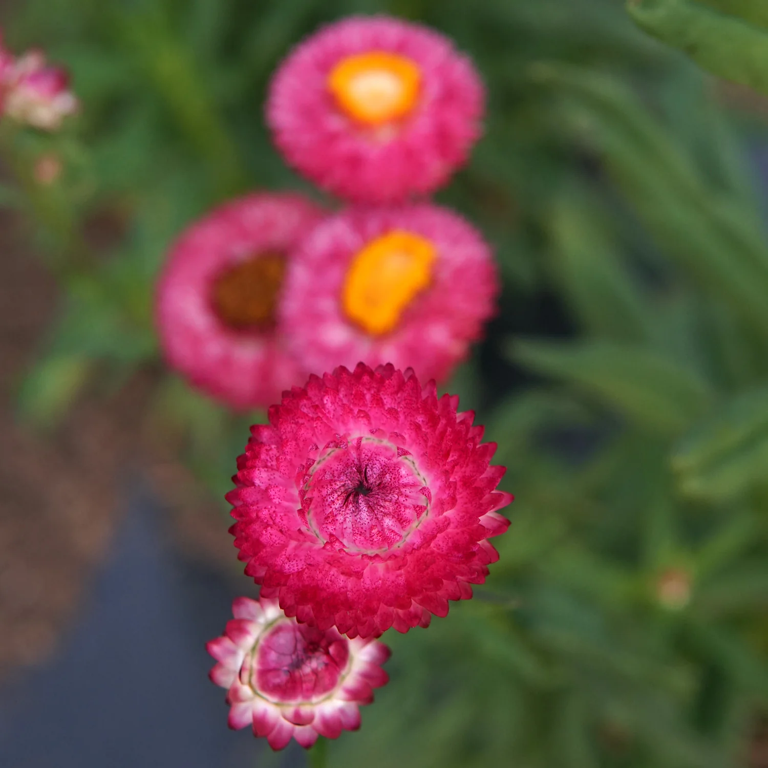 ENDLESS SUMMER STRAWFLOWER MIX - Image 8