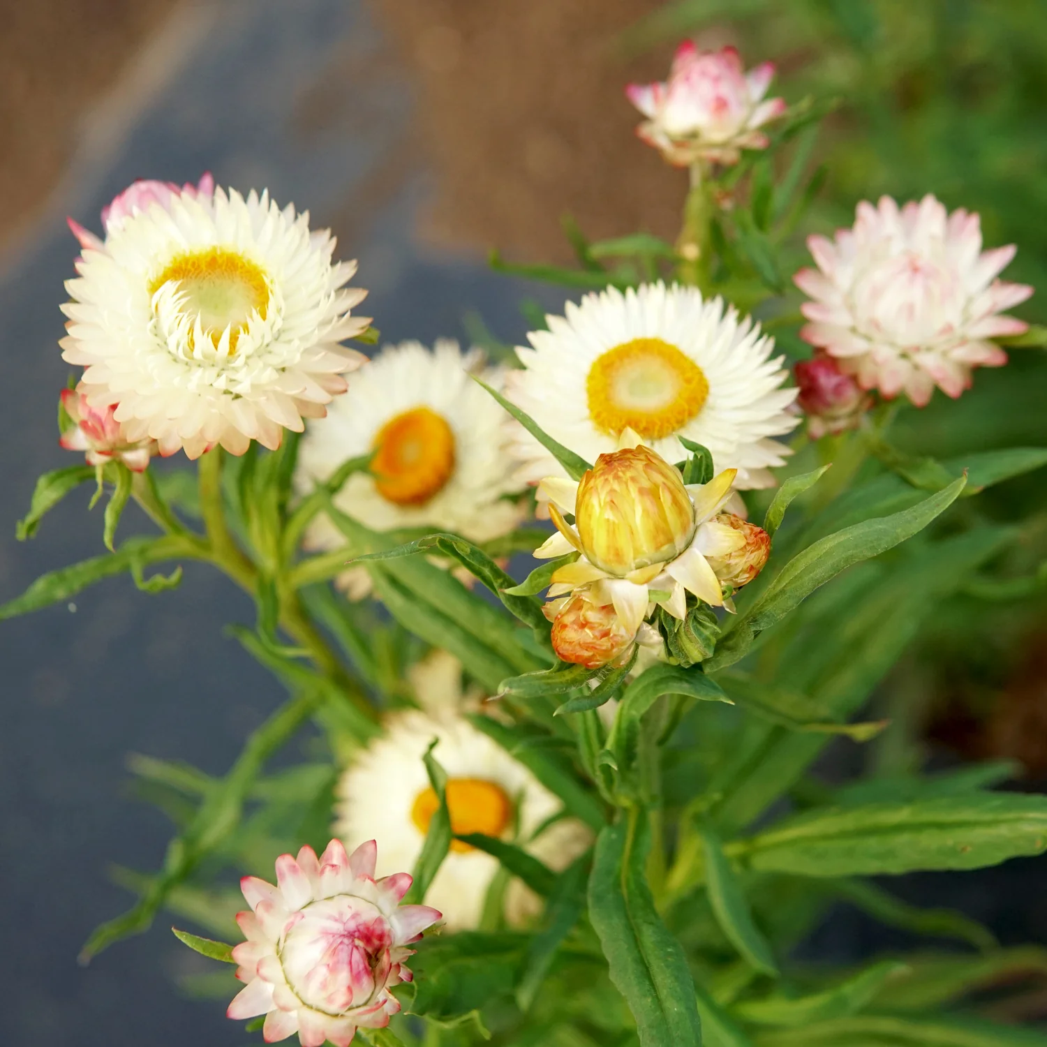 ENDLESS SUMMER STRAWFLOWER MIX - Image 9