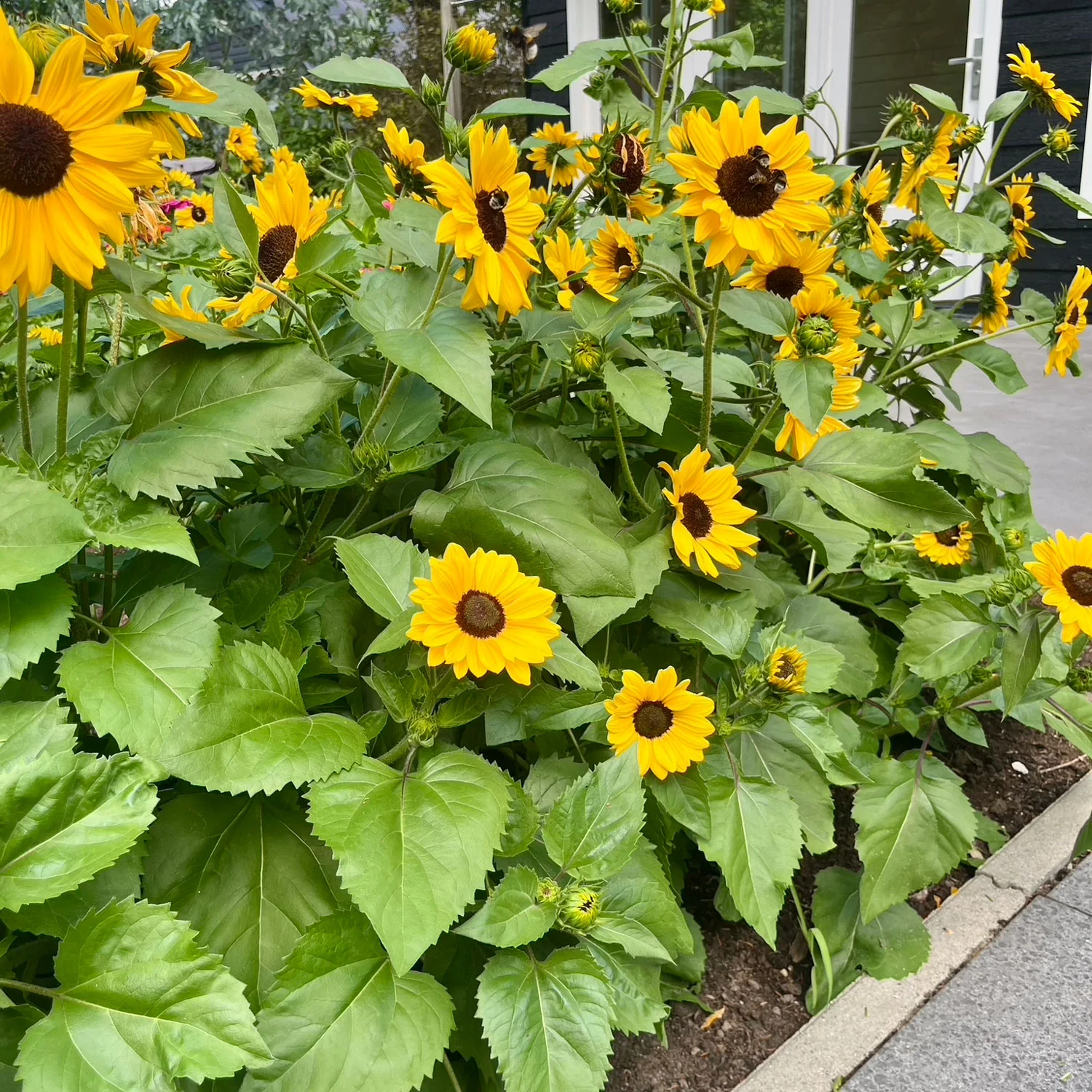 FULL SUMMER - Image 3