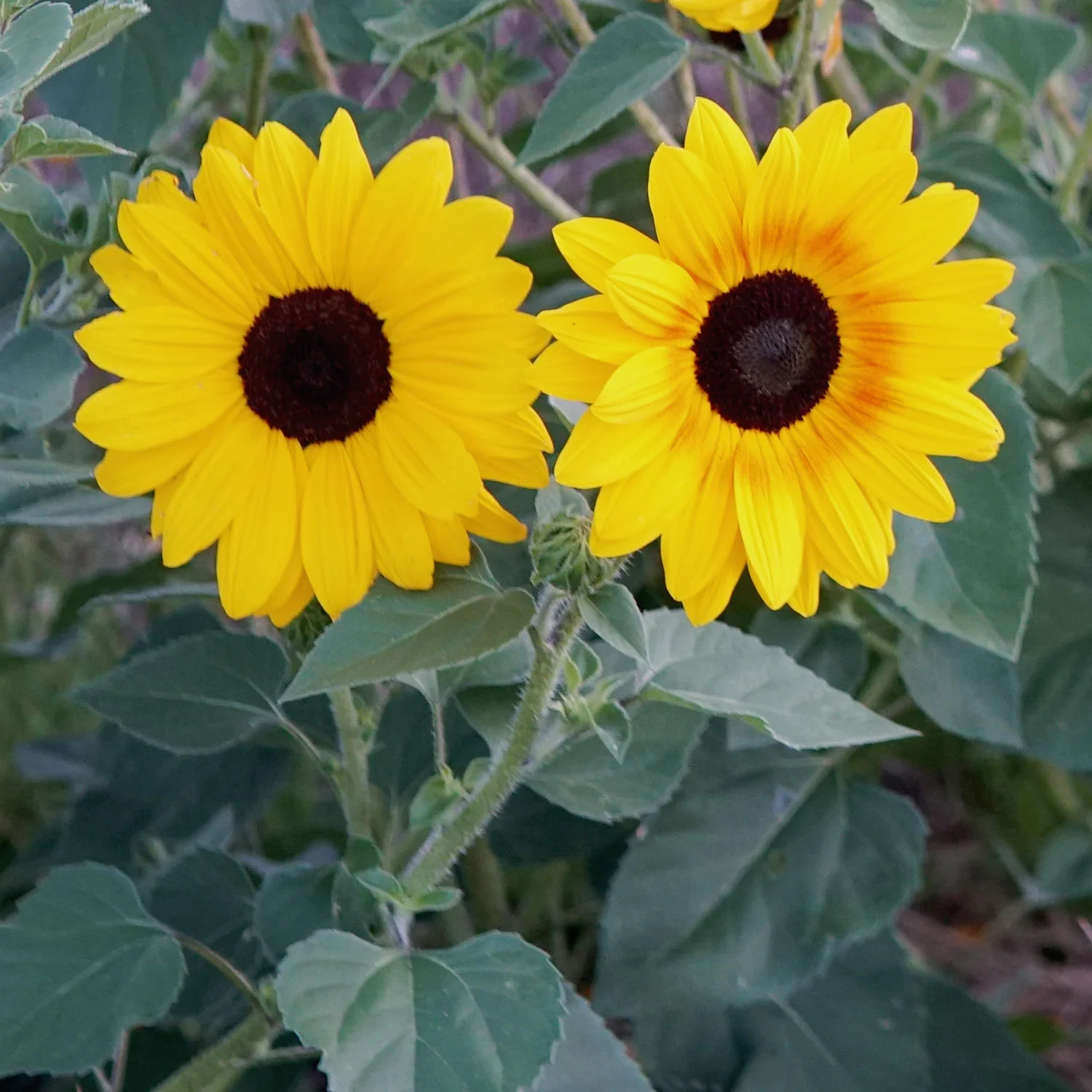 FULL SUMMER - Image 4