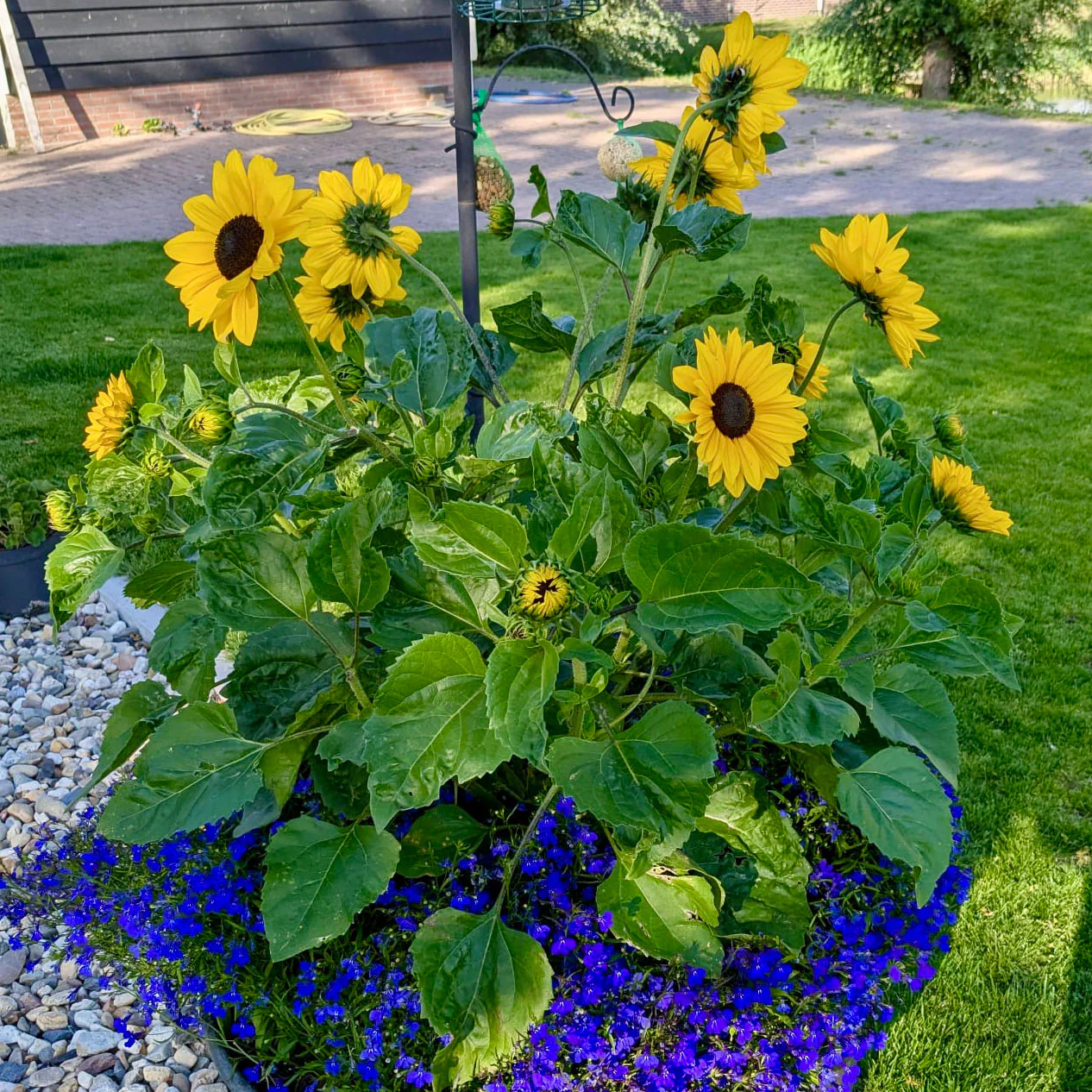 FULL SUMMER - Image 5