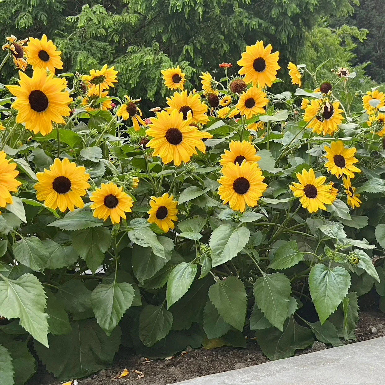 FULL SUMMER - Image 6