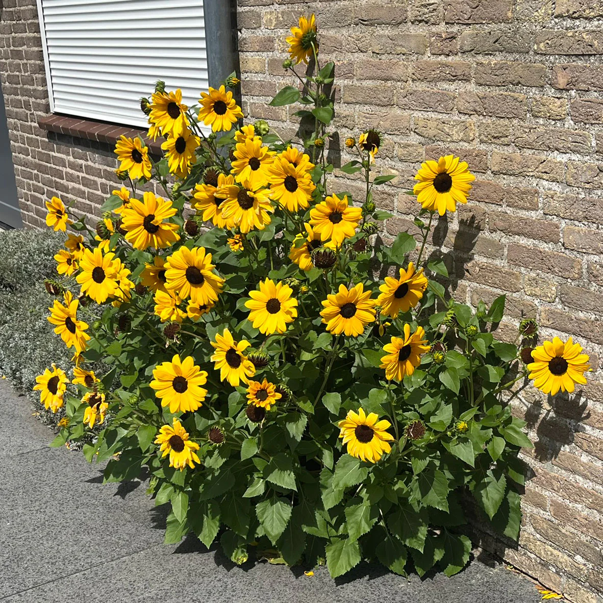 FULL SUMMER - Image 7