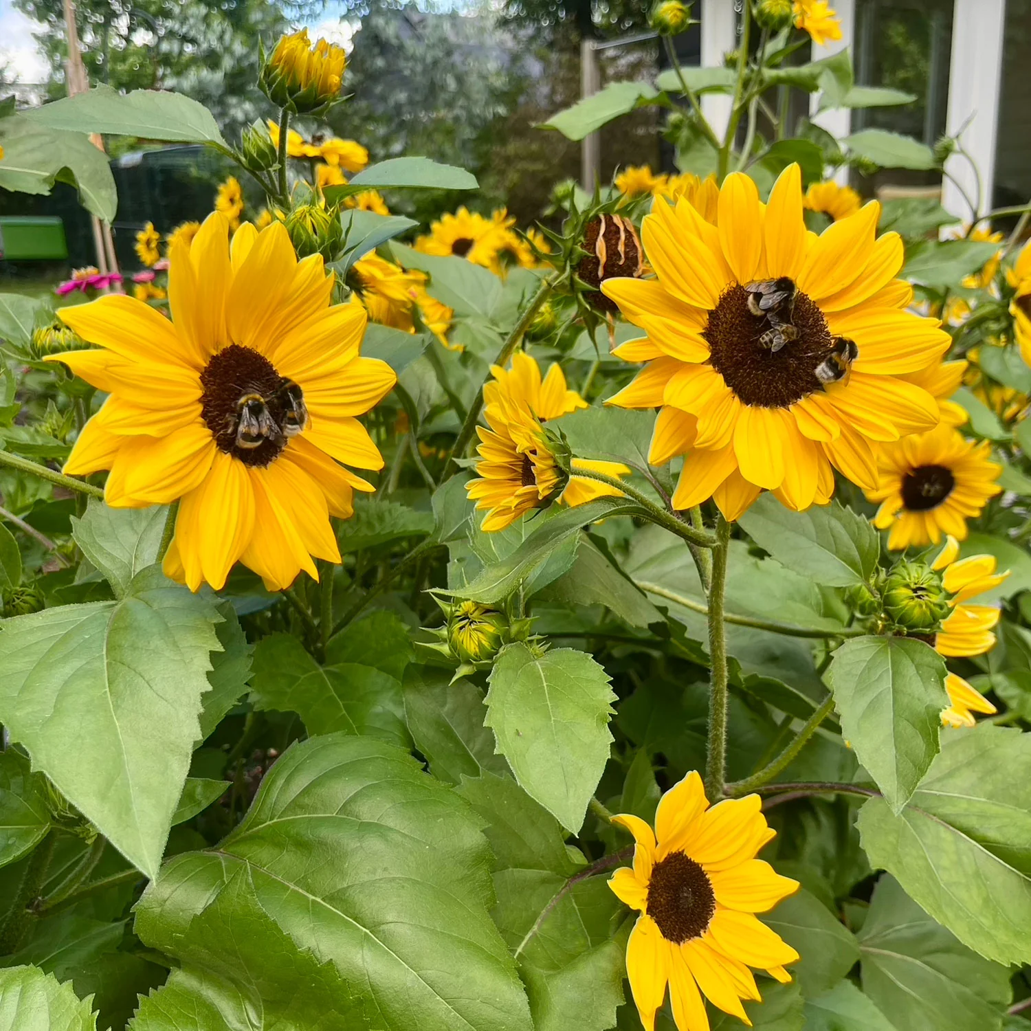 FULL SUMMER - Image 8
