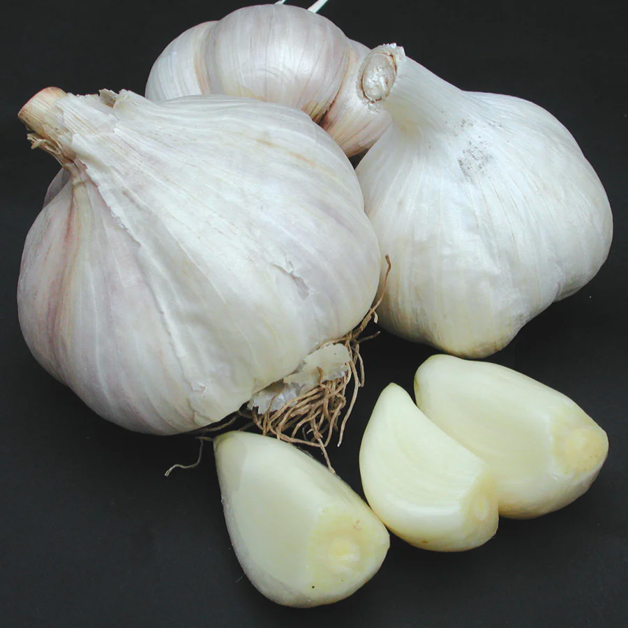 PREMIUM NORTHERN WHITE - Image 4