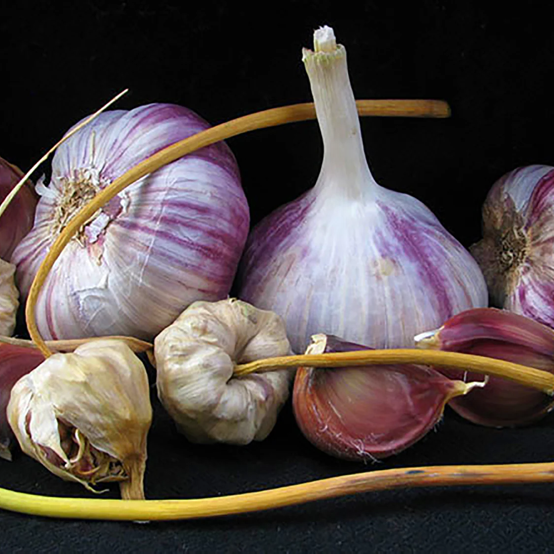PURPLE RUSSIAN - Image 2