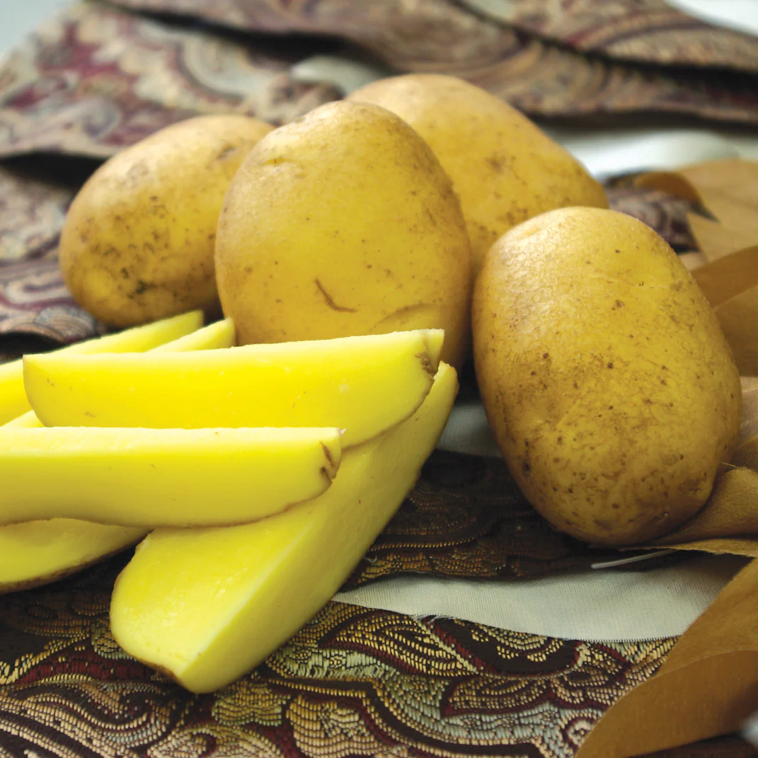 GERMAN BUTTERBALL - Image 3