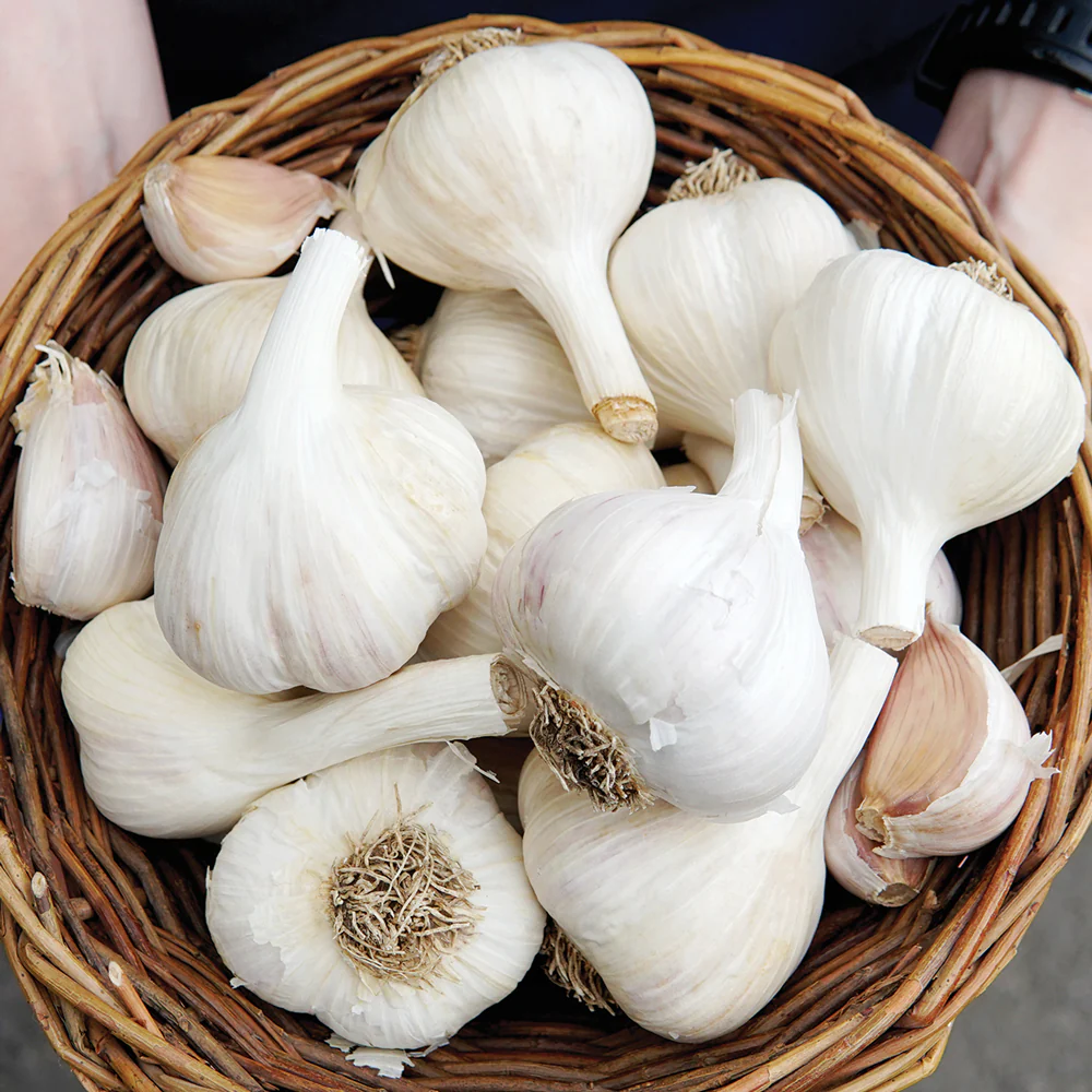 GERMAN WHITE