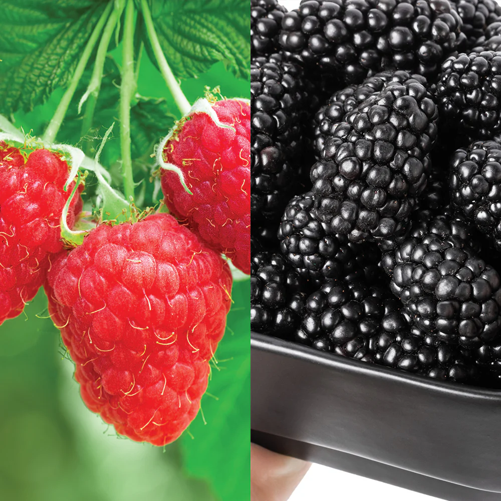GIANT BERRY COMBO
