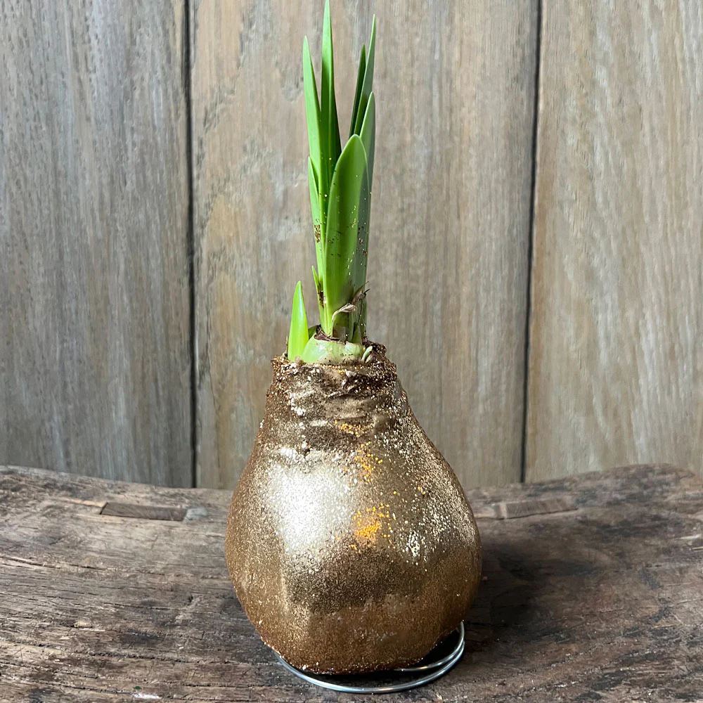 GLITTER WAX AMARYLLIS
