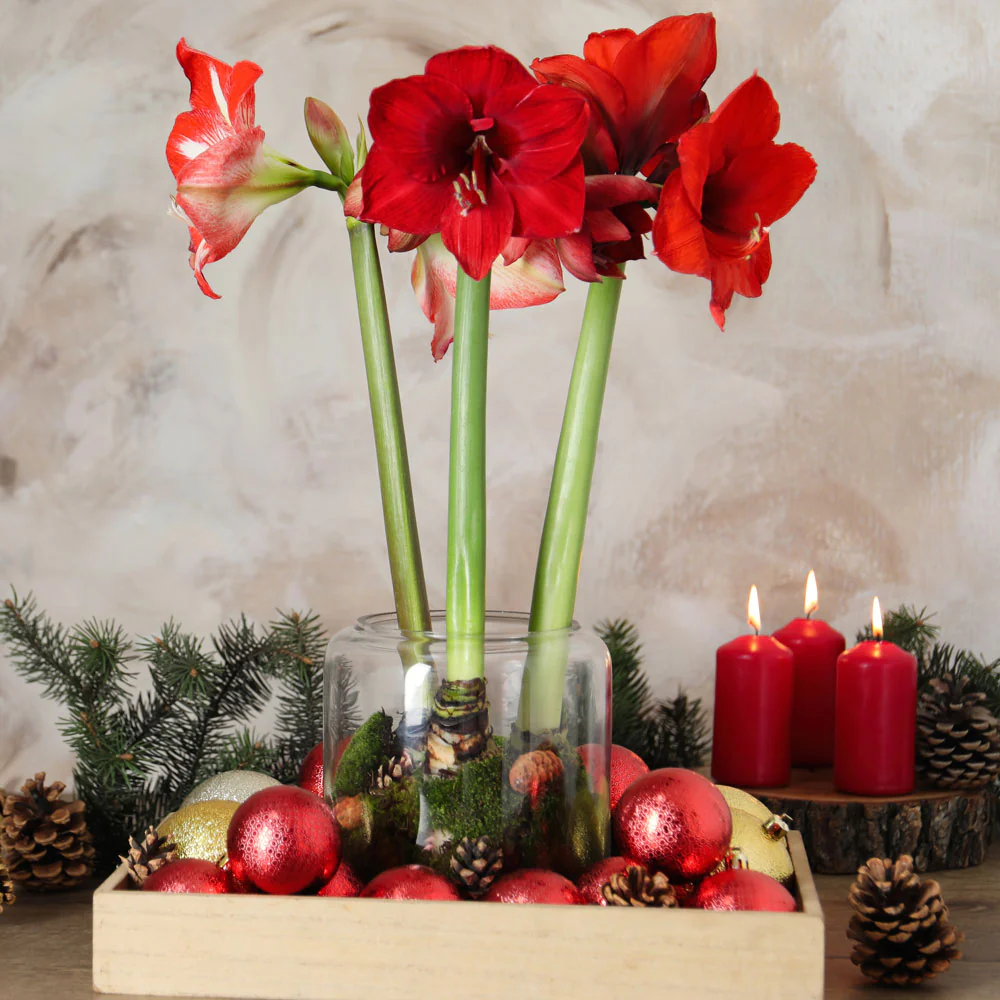 GLITTER WAX AMARYLLIS - Image 4