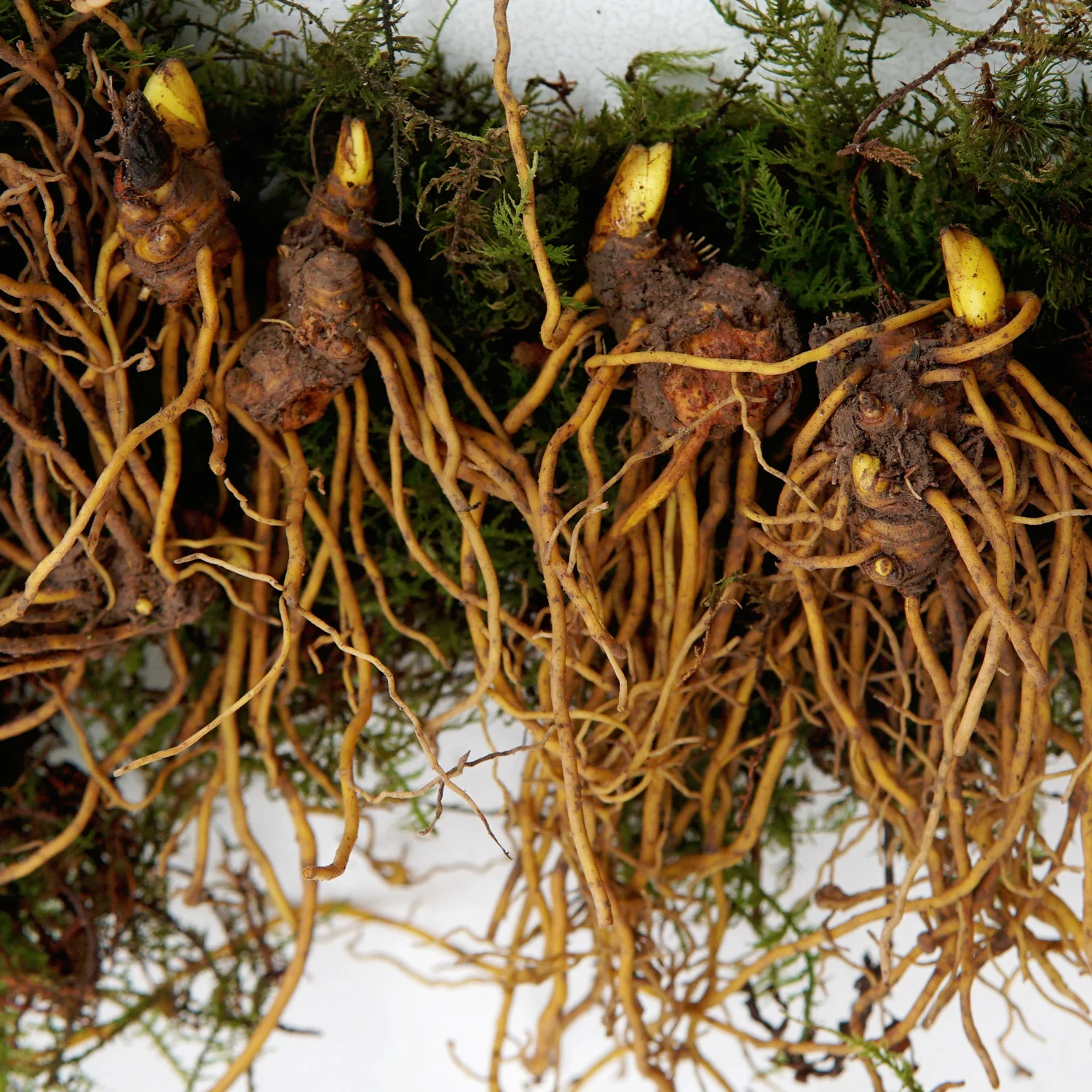 GOLDENSEAL RHIZOME