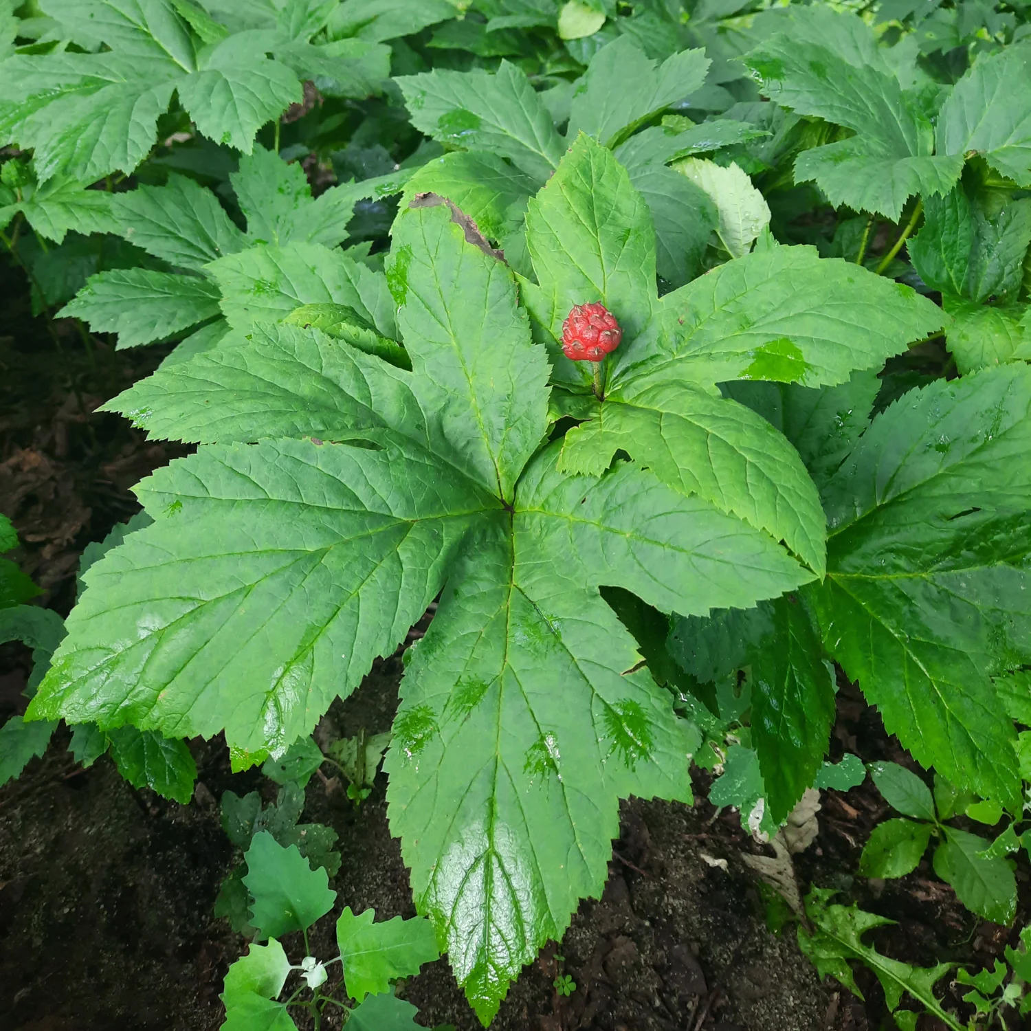 GOLDENSEAL RHIZOME - Image 2