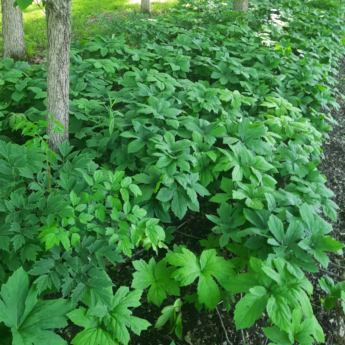 GOLDENSEAL RHIZOME - Image 3