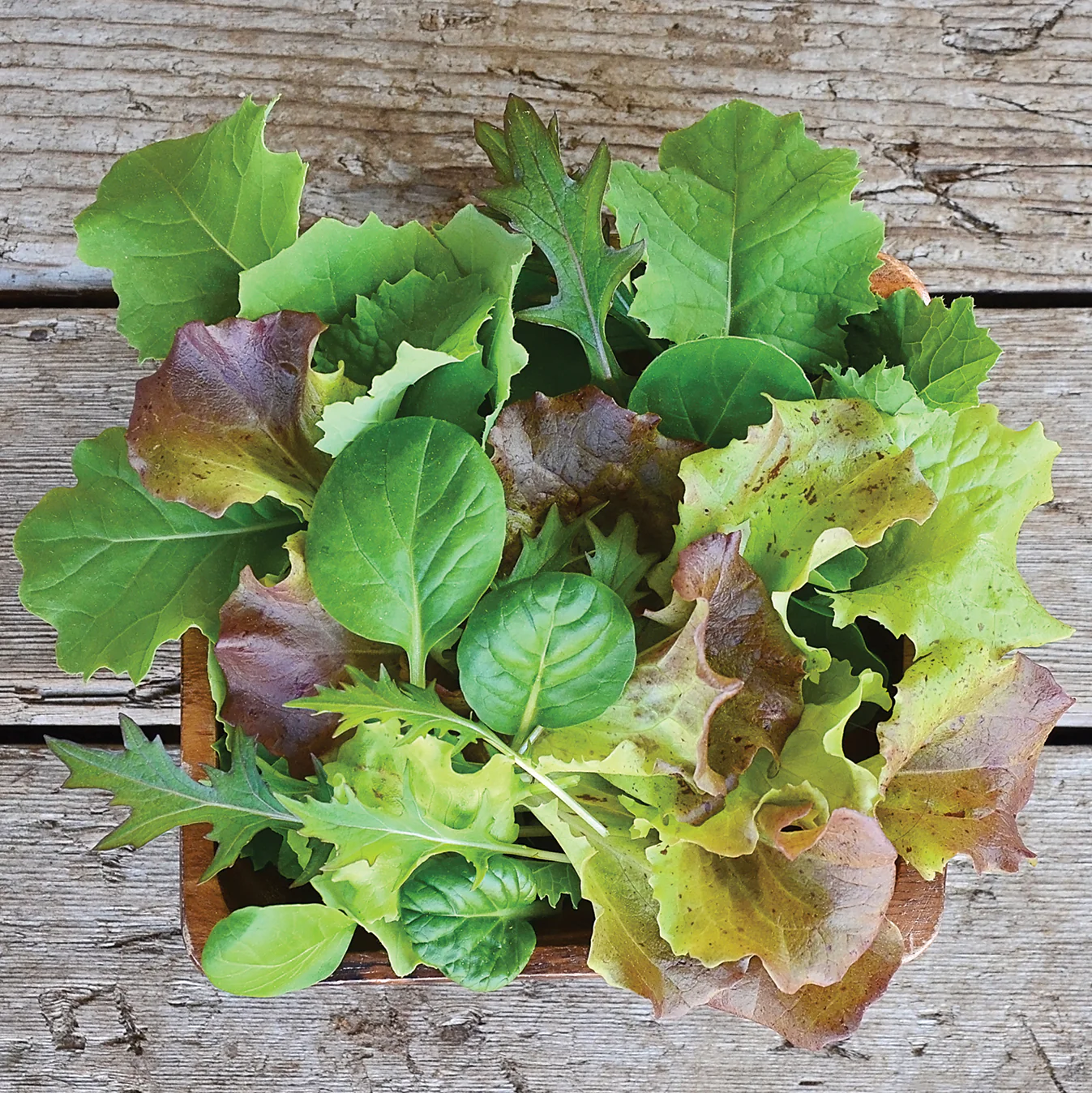 MILD MESCLUN BLEND