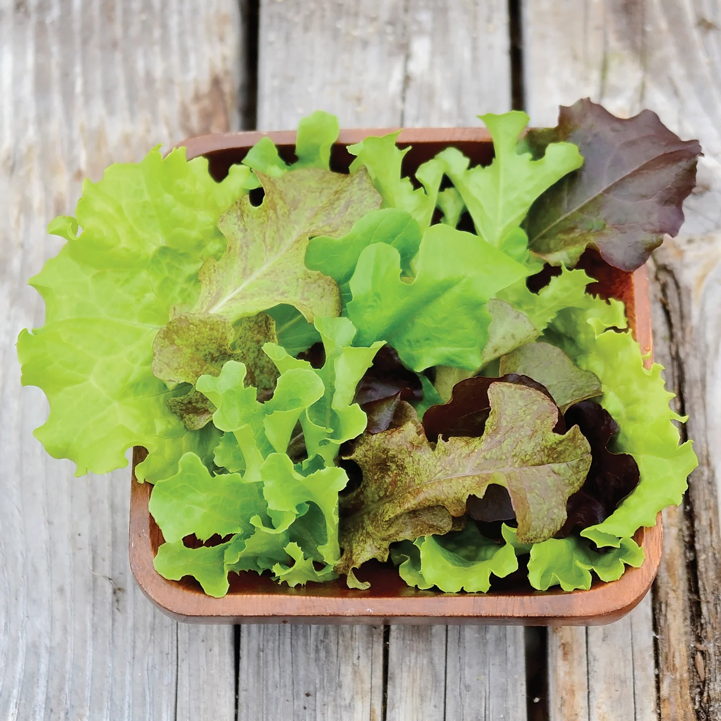SIMPLY SALAD™ CITY GARDEN MIX