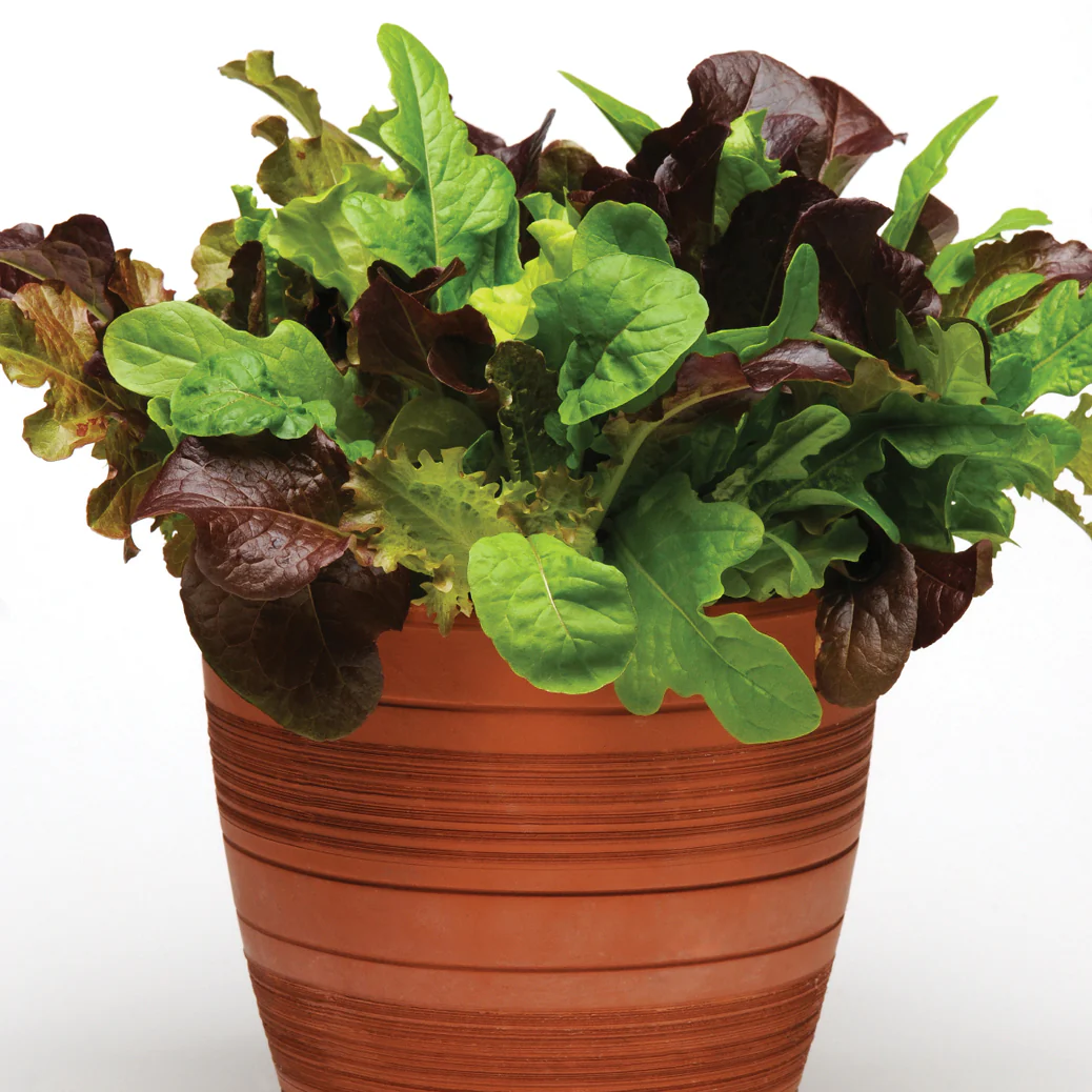 SIMPLY SALAD™ CITY GARDEN MIX - Image 2