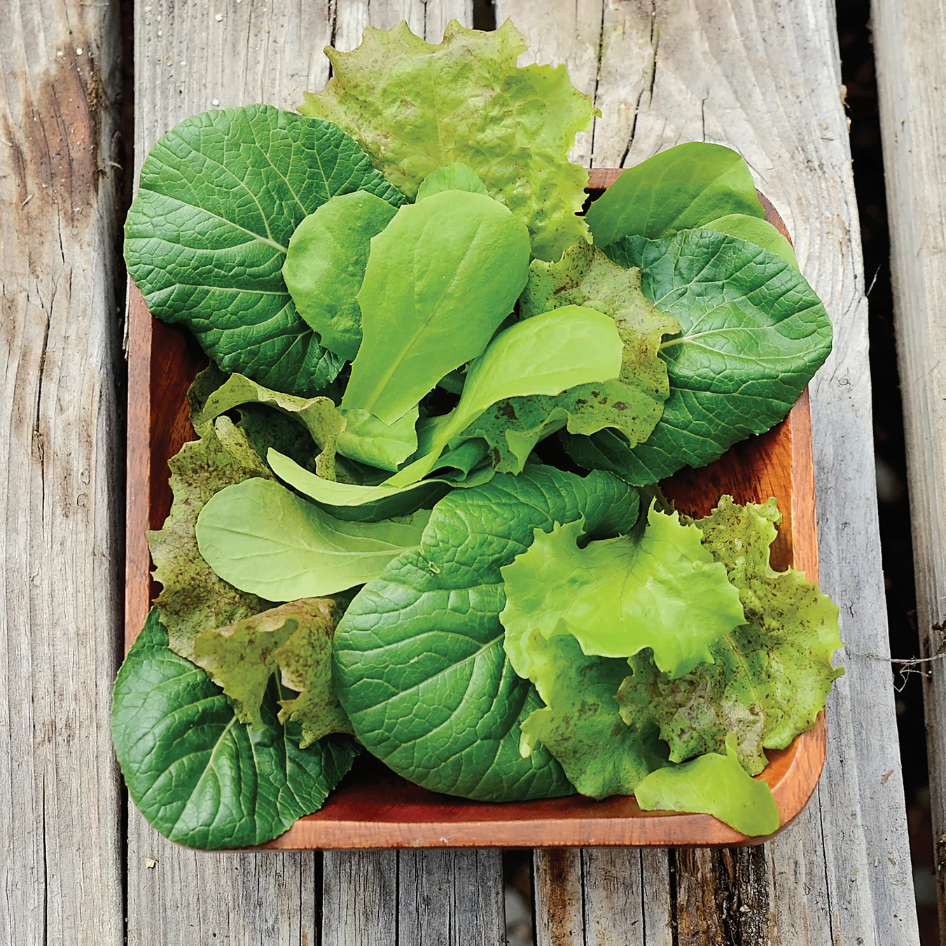 TANGY MESCLUN BLEND