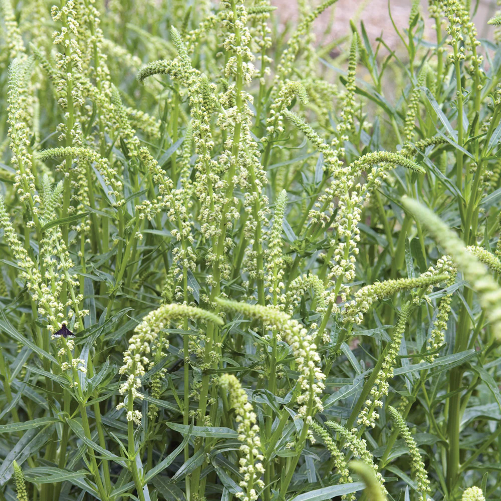 GRANDIFLORA