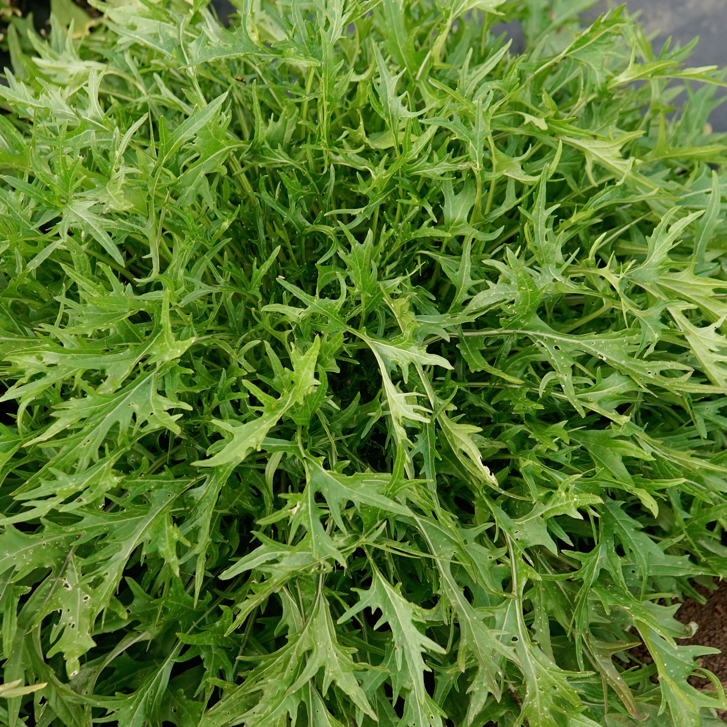 GREEN MIZUNA - Image 2