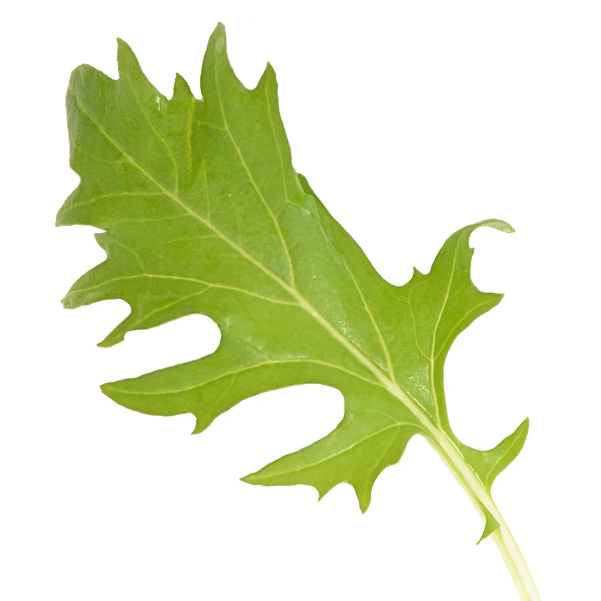 GREEN MIZUNA - Image 3