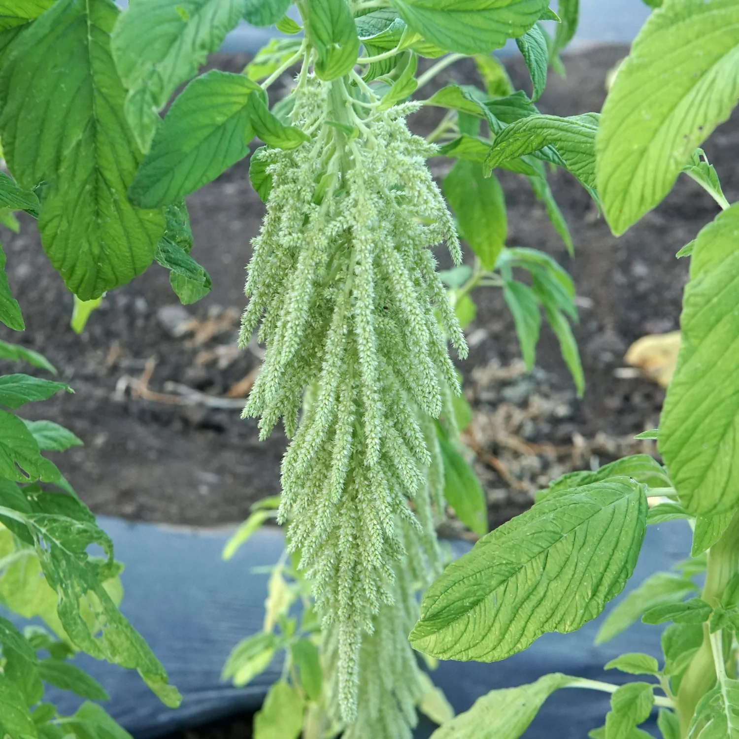 GREEN TAILS - Image 2