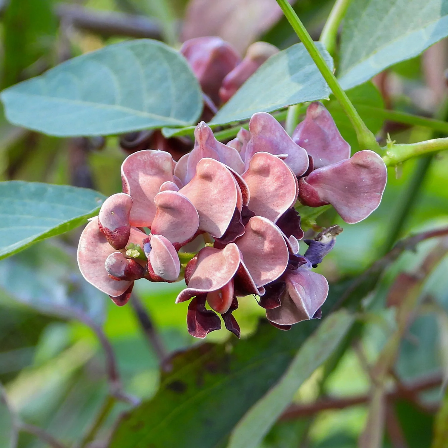 GROUNDNUTS
