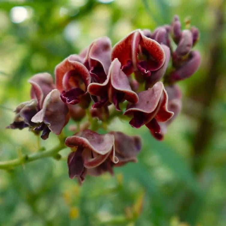 GROUNDNUTS - Image 3