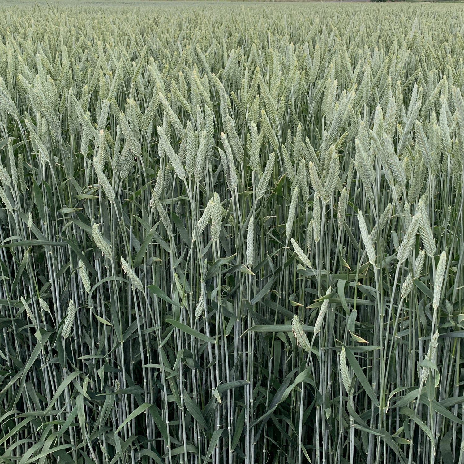GUNNER™ TRITICALE