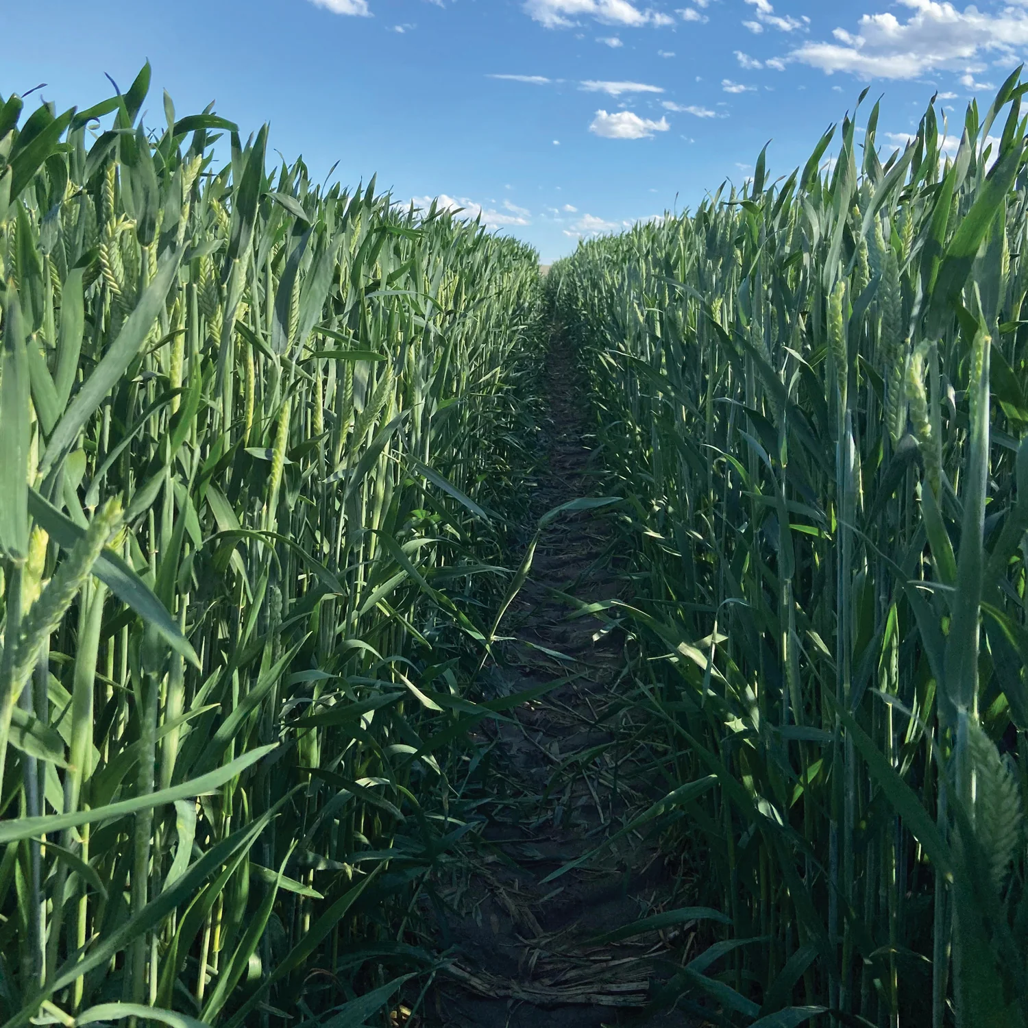 GUNNER™ TRITICALE - Image 2