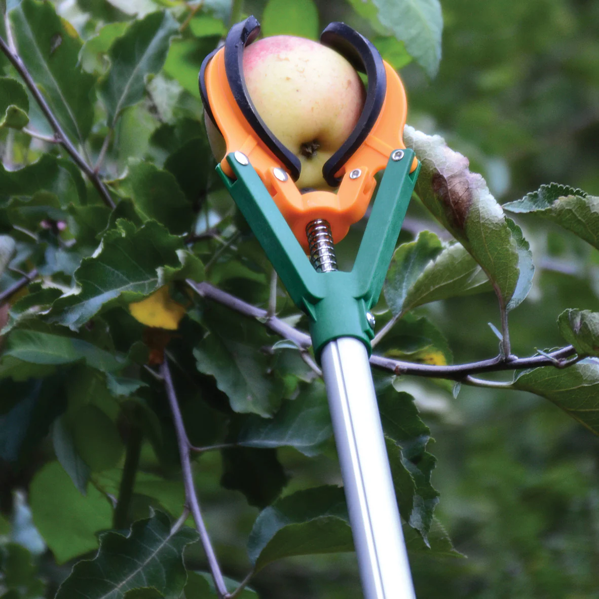 LONG REACH FRUIT HARVESTER