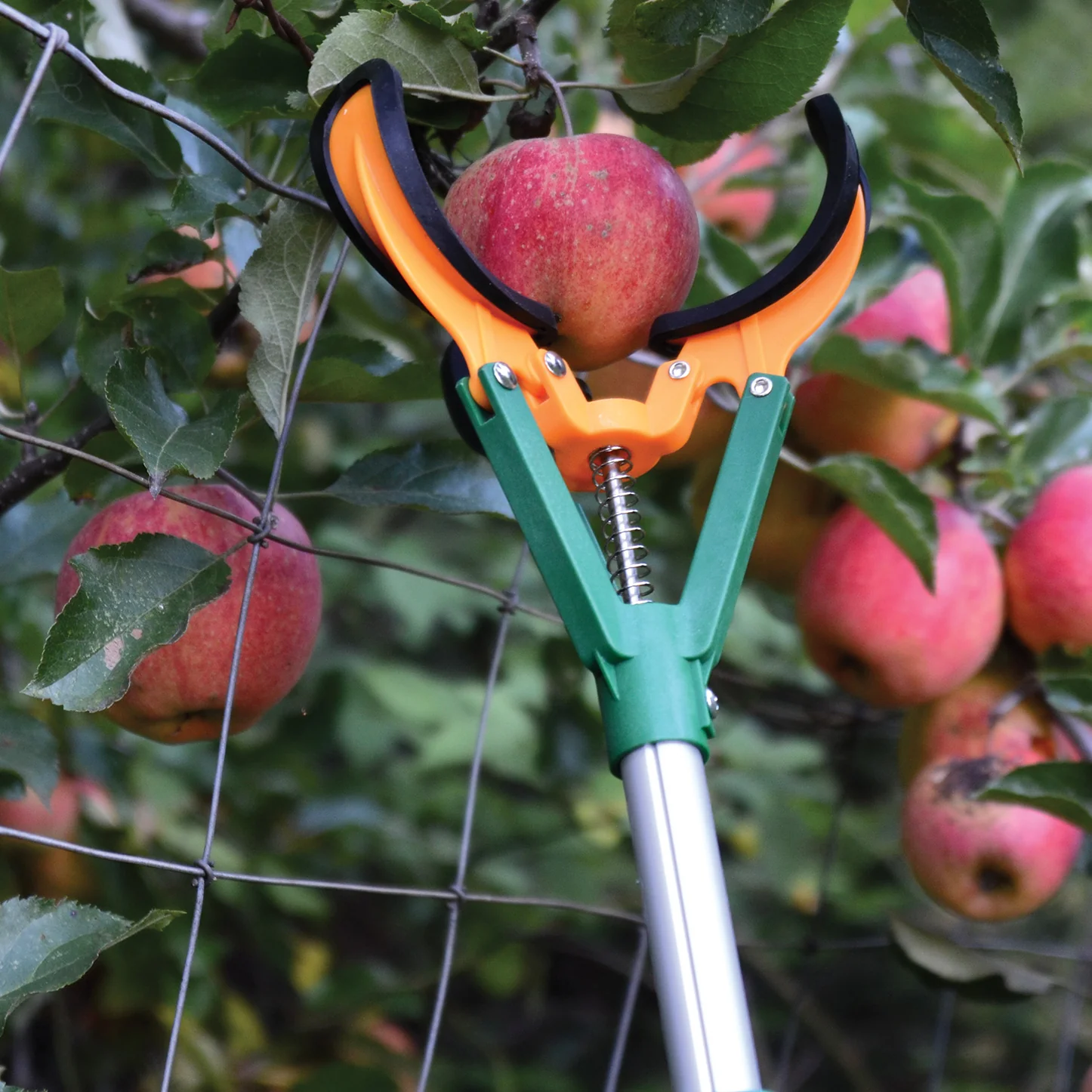 LONG REACH FRUIT HARVESTER - Image 2