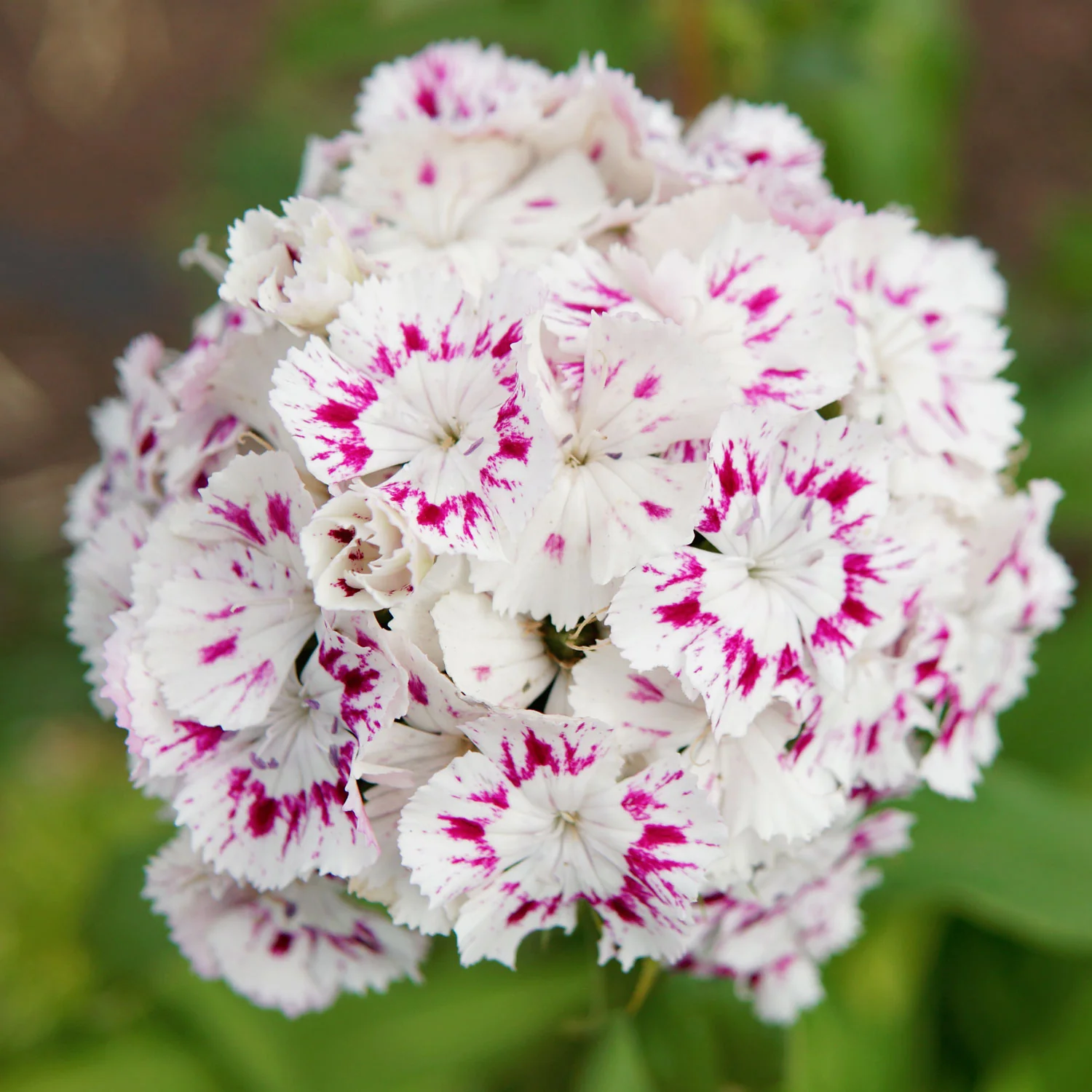 HOLLANDIA PURPLE CROWN - Image 3