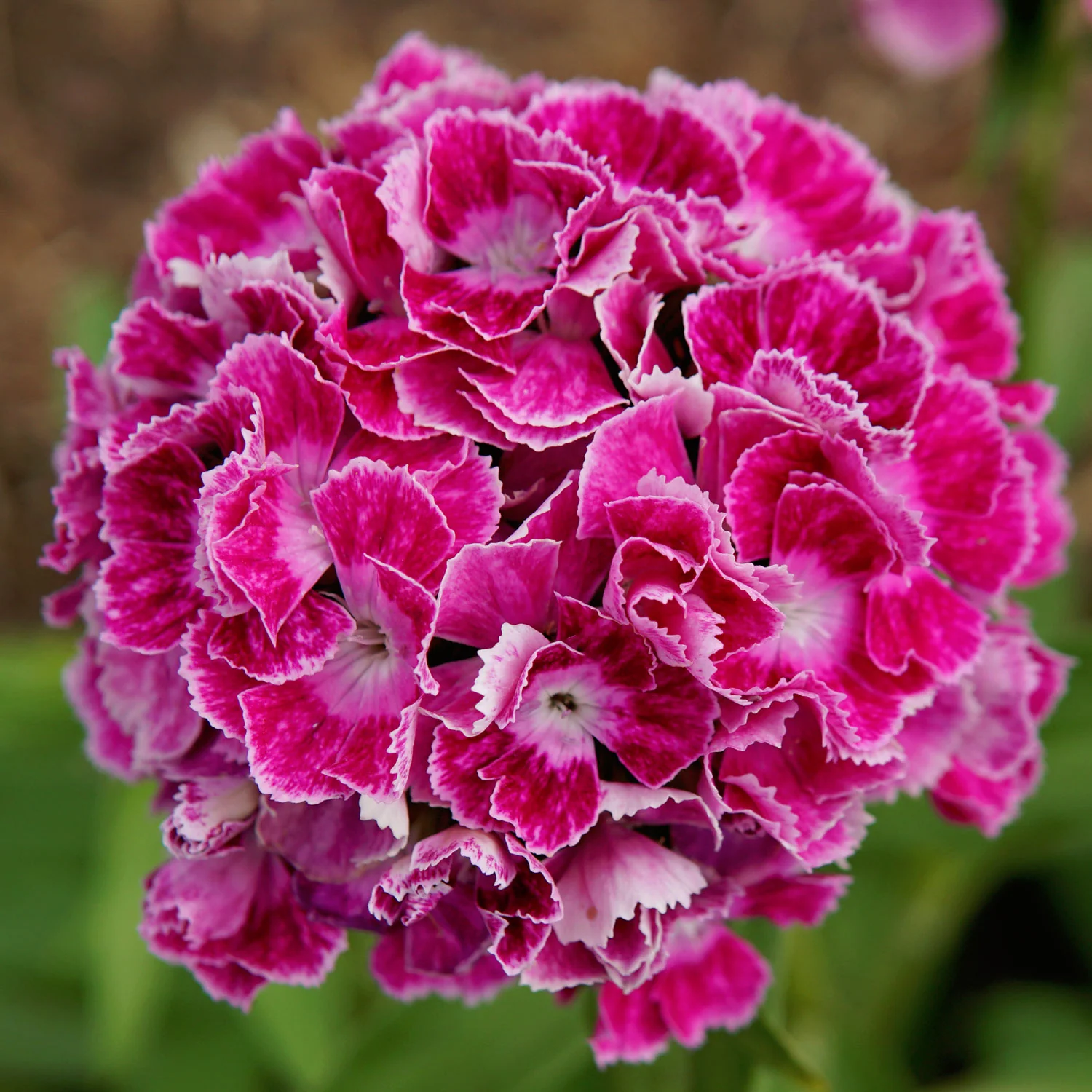 HOLLANDIA PURPLE CROWN - Image 4