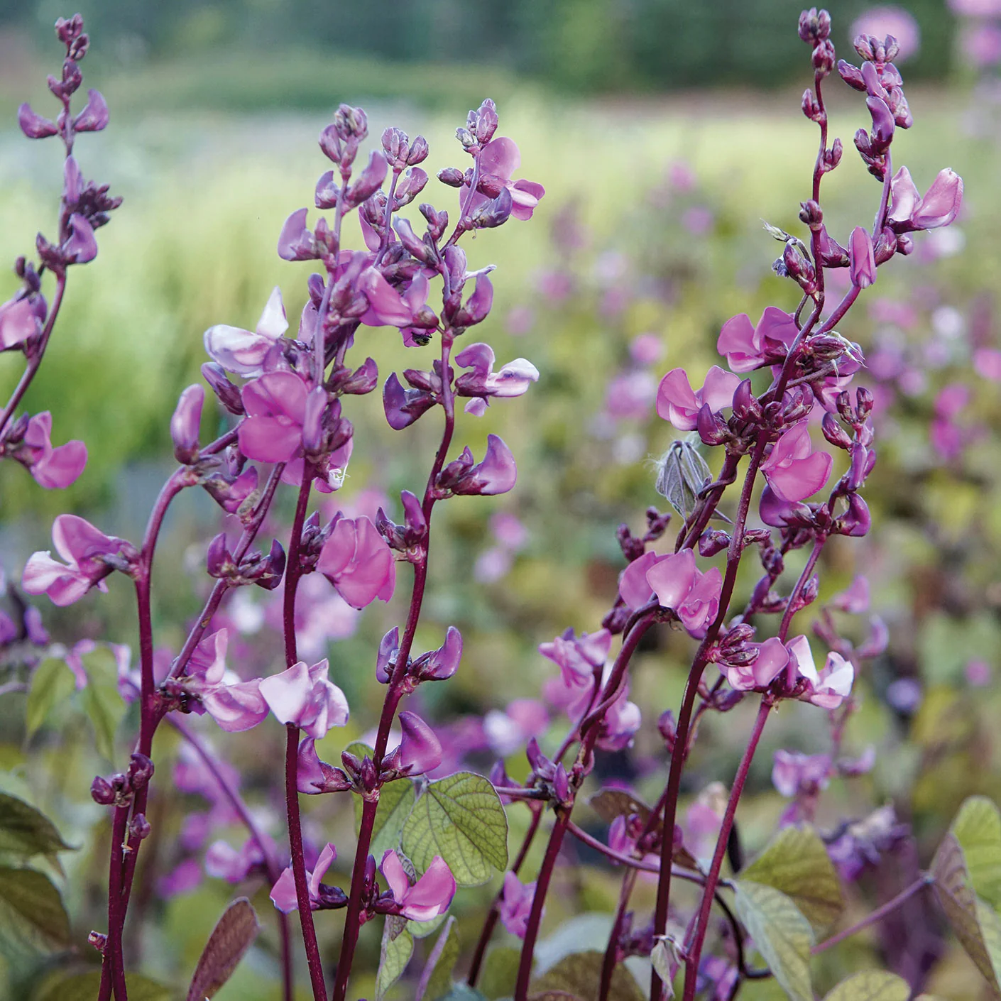 HYACINTH BEAN PURPLE - Image 2