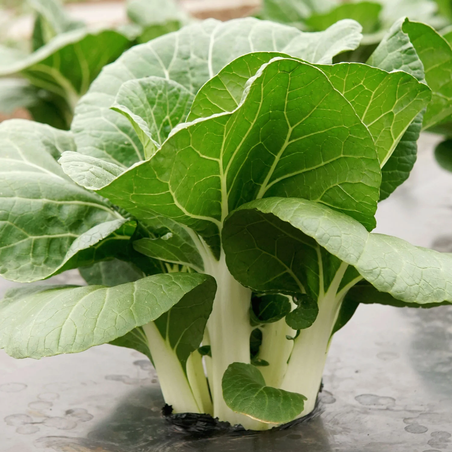 KING CHOI - Image 3