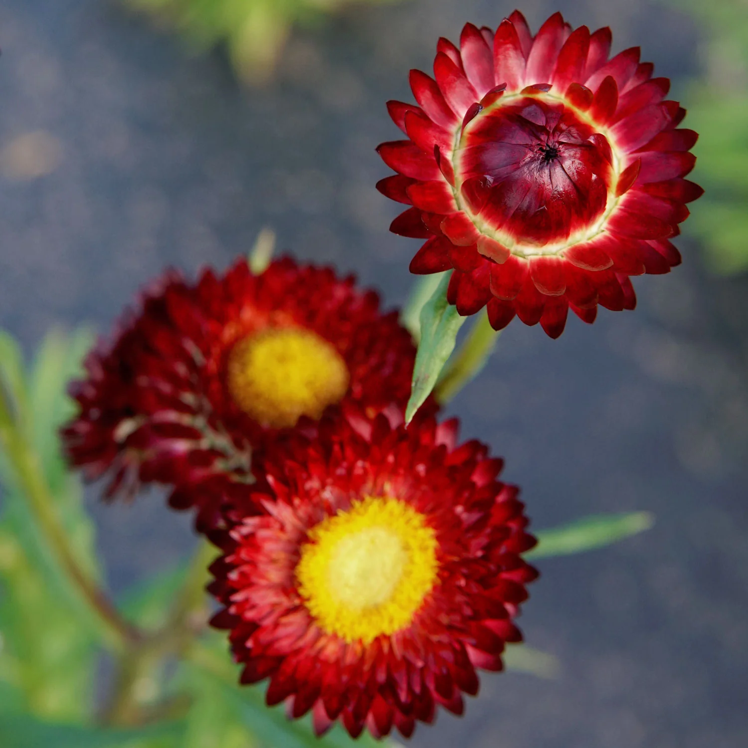 KING SIZE RED - Image 2