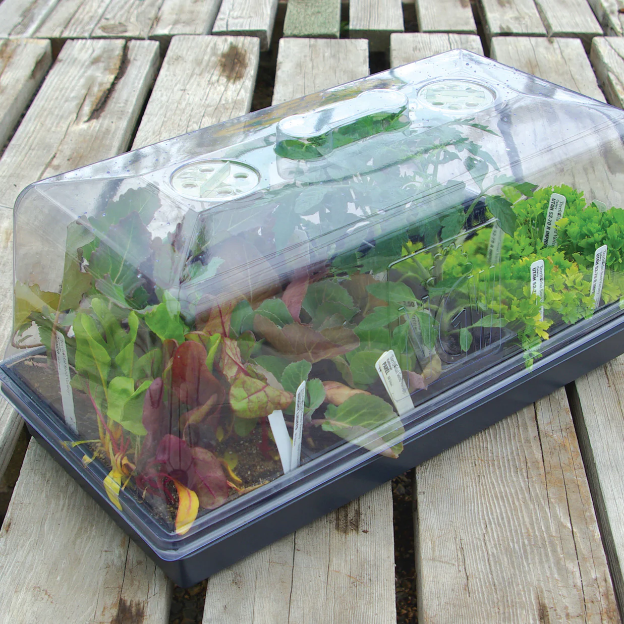 7" DOME PROPAGATION KIT