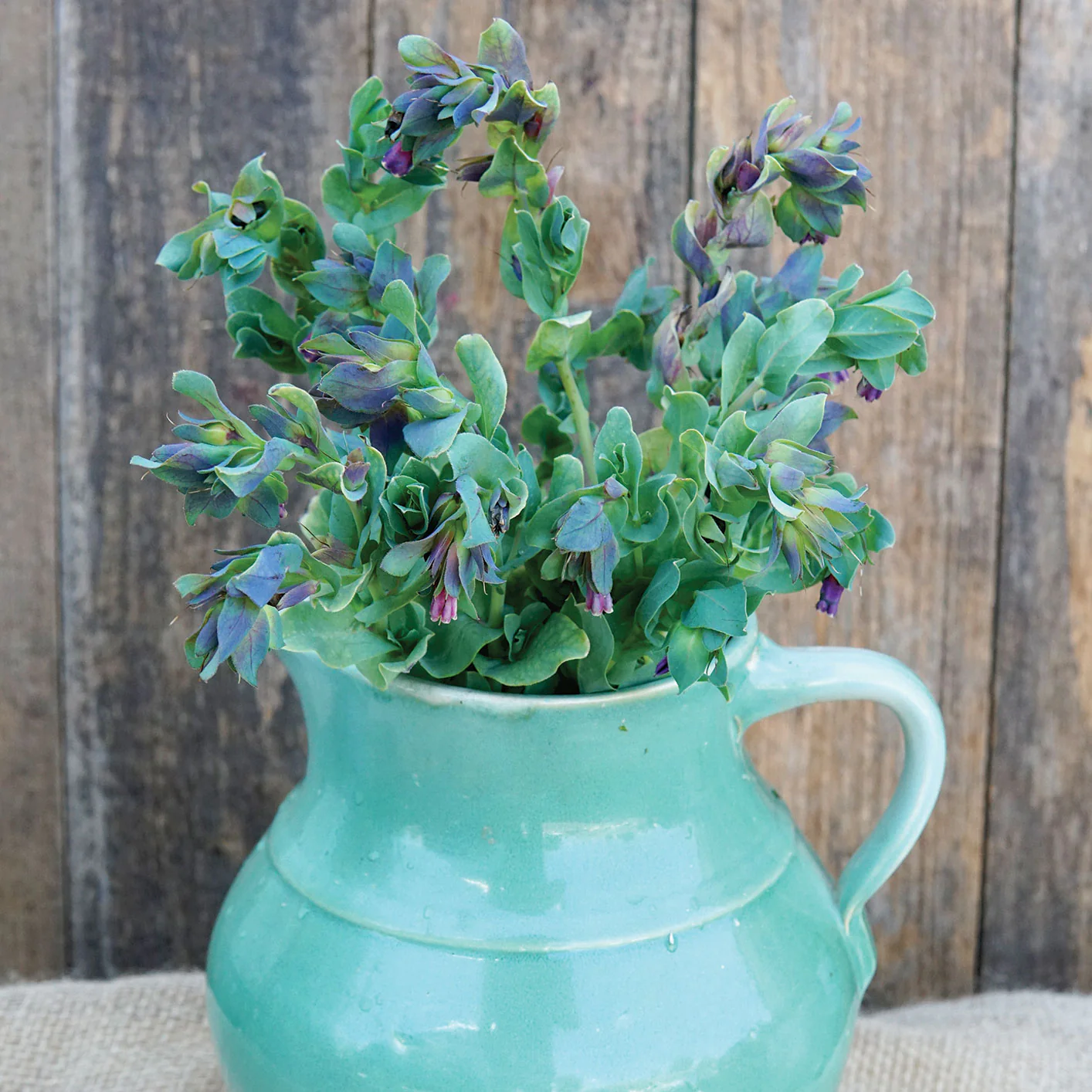 KIWI BLUE