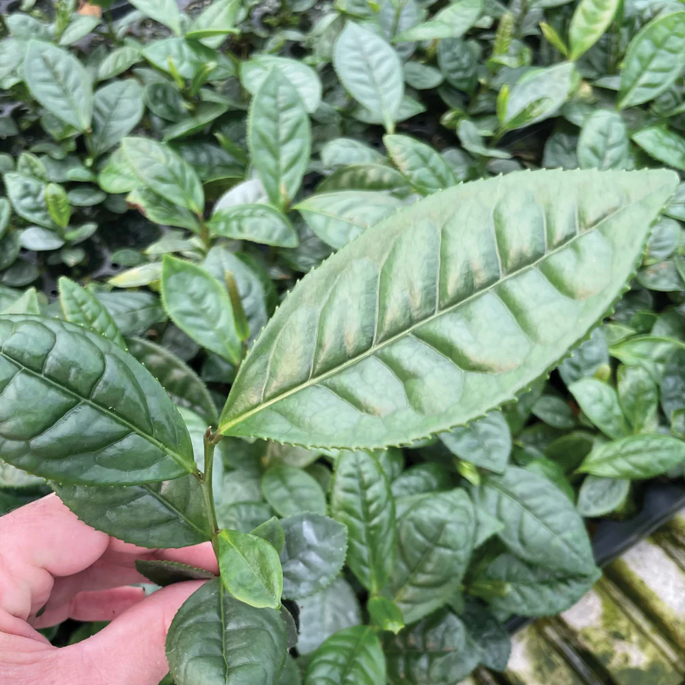 LARGE LEAF TEA